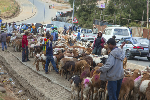 Ethiopia,Addis Ababa, January 5,2014. Animal market on the eve of a religious celebration in Ethiopia, Addis Ababa, January, 2014.